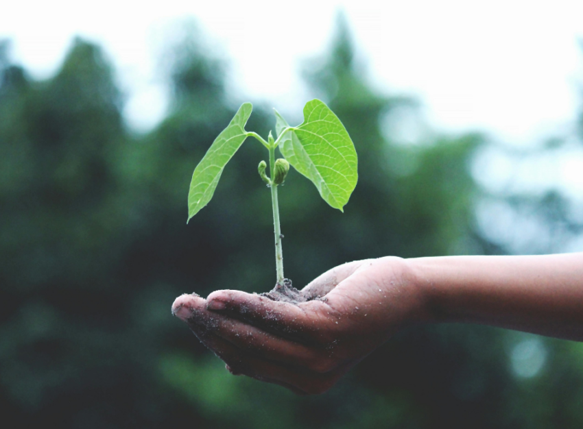 An outstretched hand holds a seedling.