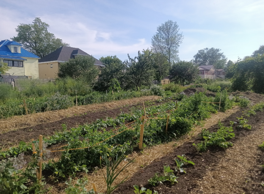 A large garden with rows of plants interspersed with rows of straw, and houses and a blue sky in the background.