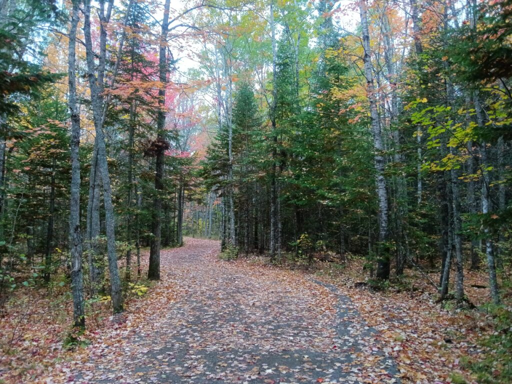 A trail carpeted with leaves surrounded by trees with a pale grey sky in the background