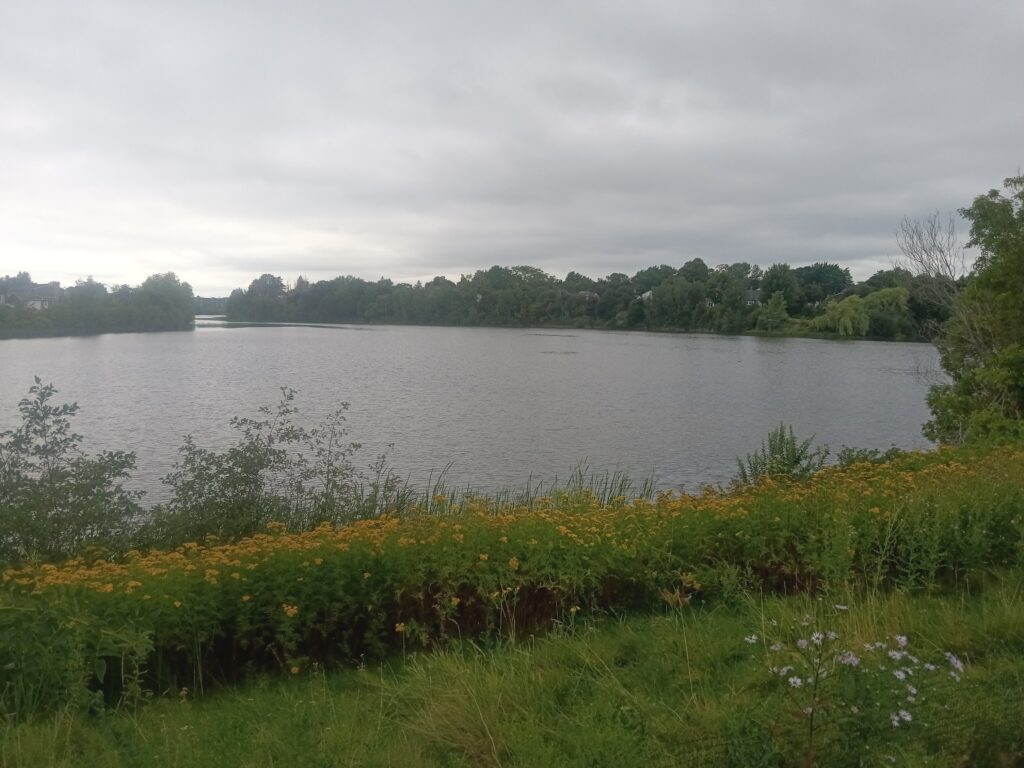 A calm lake with goldenrod and wildflowers in front, and trees and a grey sky in the background