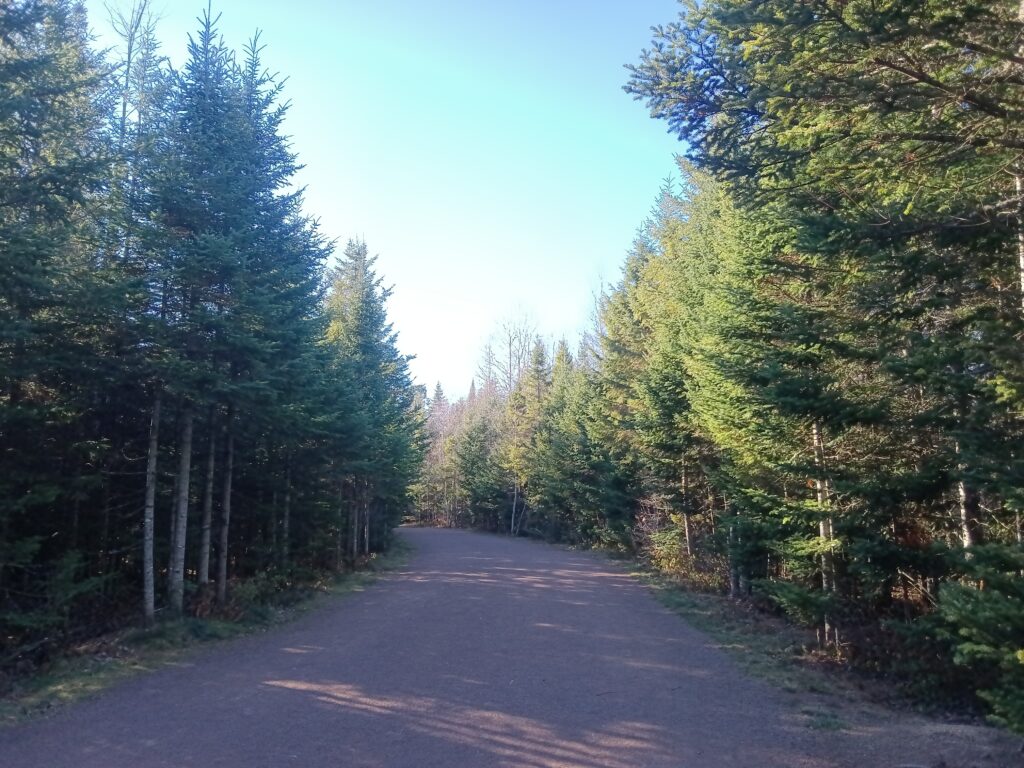 A path surrounded by trees that are changing colour, with a pale blue sky in the background