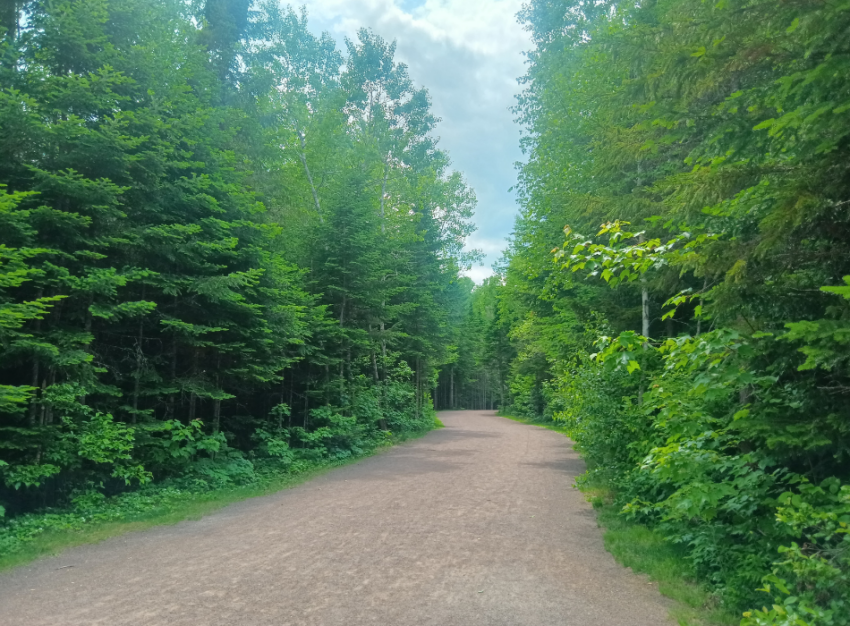 A trail surrounded by green trees.