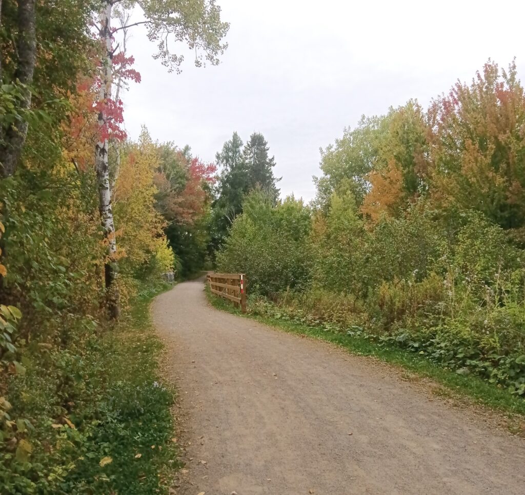 A trail surrounded by trees that are changing colour, with a grey sky in the background