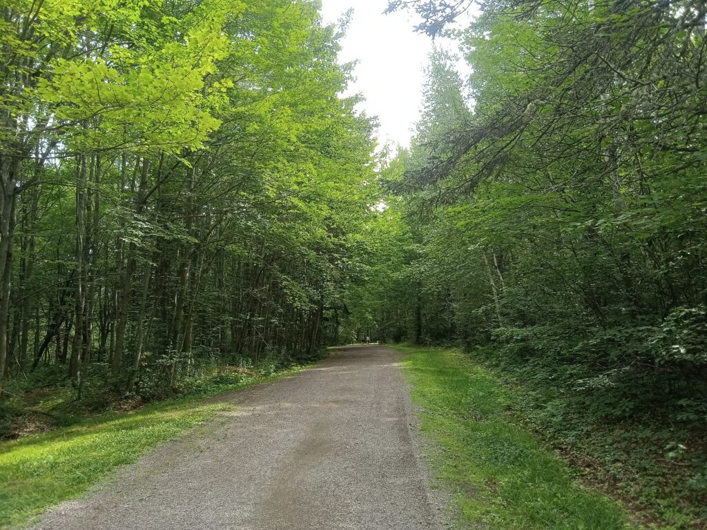 A trail surrounded by green trees with a grey sky in the background