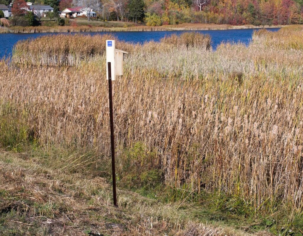 A nest box for birds in front of marsh plants with blue water in the background